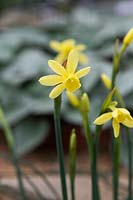 Narcissus fernandesii var 'Cordubensis' - Daffodil 