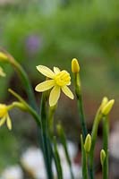 Narcissus fernandesii var 'Cordubensis' - Daffodil