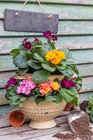 Winter display, with double vintage colander planted with flowering Primula.