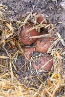Stored potatoes in straw within clamp. 