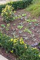 Seedlings of Calendula 'Art Shades' - Marigold 'Art Shades' growing in flowerbed with Centaurea - Cornflower.