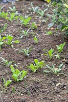 Seedlings of Calendula 'Art Shades' - Marigold 'Art Shades' growing in flowerbed.