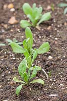 Row of seedlings of Calendula 'Art Shades' - Marigold 'Art Shades'