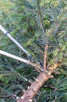 Cutting branches off Christmas tree.