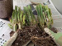 Acanthocereus tetragonus - Cereus - Dividing plant
