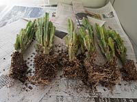 Divided Acanthocereus tetragonus - Cereus on newspaper 
