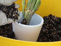 Planting newly divided Acanthocereus tetragonus - Cereus into pot