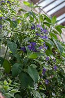 Solanum jasminoides 'Variegatum' - Parham House Glasshouse 