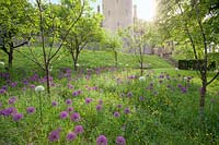 Trees underplanted with Alliums with Castle beyond