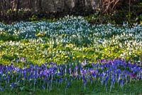 View of flowering Snowdrops, aconites and Crocuses at The Old Rectory, Kent