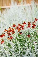 Planting companions: 
Artemisia absinthium Lambrook mist. and 
Helenium Moerheim Beauty