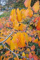 Parrotia persica - Persian ironwood in Autumnal colours 