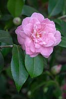 Camellia japonica 'Carters Sunburst' 