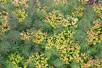 Euphorbia cyparissias 'Fans Ruby'