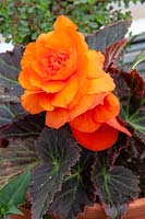 Begonia 'Orange Double' 
