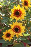 Helianthus Sunflower 'SunBelievable Brown Eyed Girl' 
