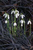 Galanthus Snowdrop 'Mrs W M George' surrounded by Ophiopogon planiscapus 'Nigrescens'