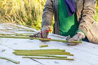 Woman making hardwood cuttings of Cornus sericea 'Flaviramea' - Dogwood - with secateurs. 
