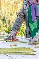 Woman making hardwood cuttings of Cornus sericea 'Flaviramea' - Dogwood - with secateurs