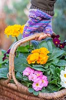 Woman carrying mixed Primula in woven basket. 