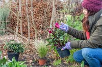 Woman admiring the red flowers of Helleborus before planting.
