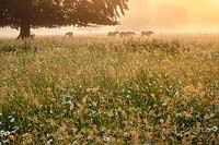 Wildflower meadow at sunrise. Ox-eye daisies and meadow buttercups surface through feathery grasses as the sun breaks through the early morning mist.  Horses graze on rough grass nearby.