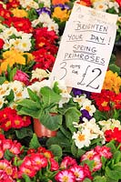Display of spring flowering primulas with sales sign. 