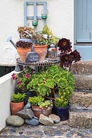 Collection of aeoniums , pelargoniums and other containers outside front door.