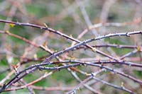 Rubus cockburnianus 'Goldenvale' - White-stemmed bramble 'Goldenvale'