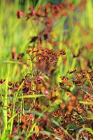 Euphorbia dulcis 'Chameleon' - Sweet Spurge 'Chameleon'