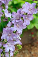 Campanula latiloba 'Hidcote Amethyst' - Great Bellflower 'Hidcote Amethyst'