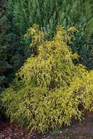 Chamaecyparis pisifera 'Sungold' - Sawara cypress 'Sungold'