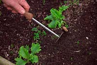 Person weeding winter lettuce - Lactuca sativa 'Great Lakes' with a paint stripper tool used as a mini hoe. 