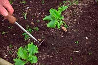 Person weeding winter lettuce - Lactuca sativa 'Great Lakes' with a paint stripper tool used as a mini hoe.
