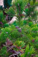 Pinus mugo - Dwarf Mountain Pine