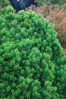 Pinus heldreichii 'Smidtii' - Bosnian Pine 'Smidtii'
 