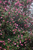Camellia saluenensis 