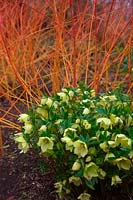 Helleborus x hybridus Ashwood Garden hybrids with Cornus sanguinea 'Anny's Winter Orange'
