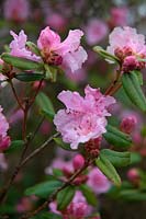 Rhododendron 'Olive' 