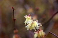 Chimonanthus praecox 'Maruyama' - Wintersweet 