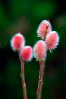 Salix gracilistyla 'Mount Aso' - Japanese pink pussy willow