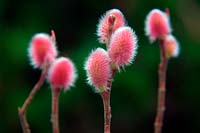 Salix gracilistyla 'Mount Aso' - Japanese pink pussy willow