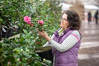 Woman choosing a Camellia plant in a garden centre.