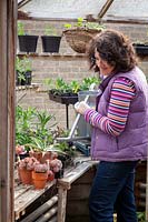 Woman watering cacti and succulents after their winter rest in greenhouse.