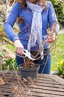 Hard pruning a pot grown Hydrangea paniculata - cutting all stems back to healthy buds roughly 25cm from the base.