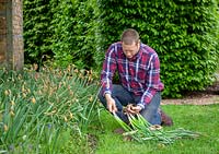 Lifting and dividing daffodils after they have finished flowering