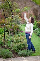 Woman tying in new growth of climbing roses. 