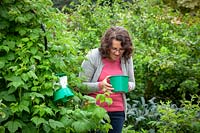 Woman checking a beetle trap which is being used to protect raspberry bushes.
