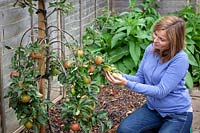 Woman picking apples from a tree that has been bent and trained downwards to encourage better fruiting. 