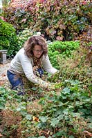 Woman cutting back Alchemilla mollis - lady's mantle -  after it has finished flowering. 
